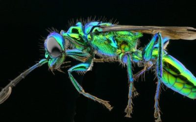 How the Jewel Wasp turns Cockroaches into Zombies